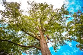 Best Tree Removal  in Boston, GA